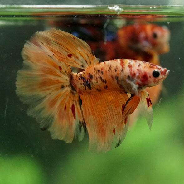 Galaxy/Candy Koi Halfmoon - 14 weeks old