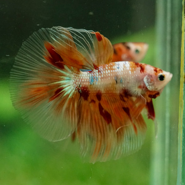 Galaxy/Candy Koi Halfmoon - 14 weeks old