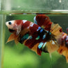 Multicolor/Galaxy Koi Plakat -16 weeks Old