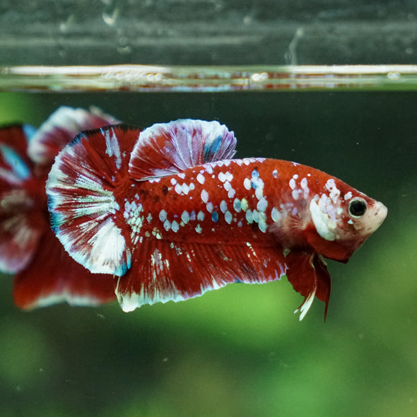 Multicolor/Galaxy Koi Plakat -16 weeks Old