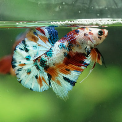 Multicolor/Galaxy Koi Plakat -16 weeks Old