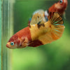 Multicolor/ Galaxy Koi Plakat- Female- 13 Weeks Old