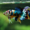 Multicolor/Galaxy Koi Plakat -15 weeks Old