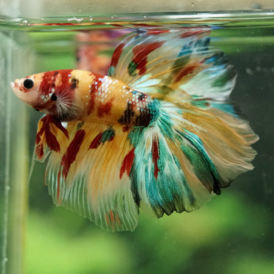Galaxy/Candy Koi Halfmoon - 14 weeks old