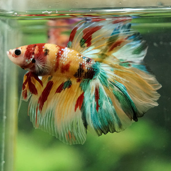 Galaxy/Candy Koi Halfmoon - 14 weeks old