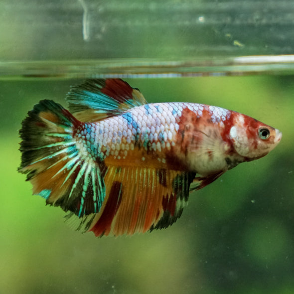 Multicolor/ Galaxy Koi Halfmoon- Female- 13 Weeks Old