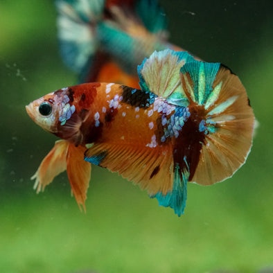 Multicolor/Galaxy Koi Plakat -16 weeks Old