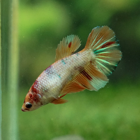 Multicolor/ Galaxy Koi Halfmoon - Female- 13 Weeks Old