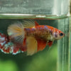 Multicolor/ Galaxy Koi Halfmoon- Female- 13 Weeks Old