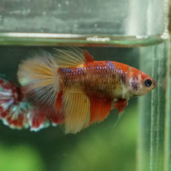 Multicolor/ Galaxy Koi Halfmoon- Female- 13 Weeks Old