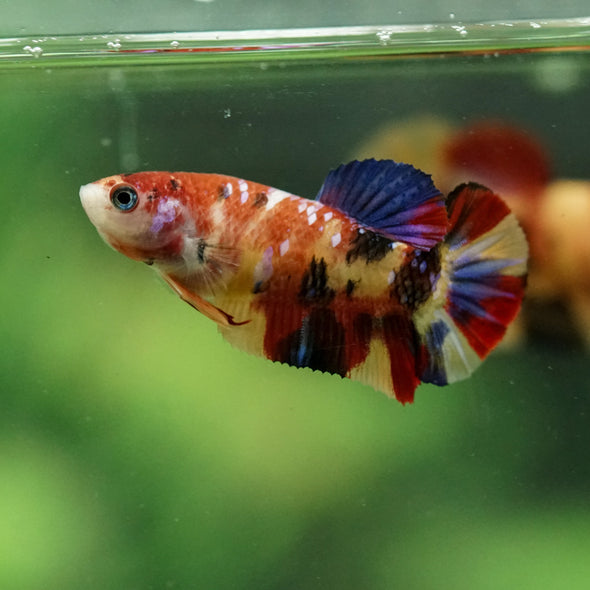 Multicolor/ Galaxy Koi Plakat- Female- 13 Weeks Old