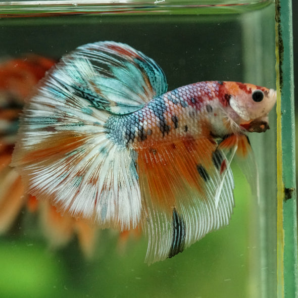 Galaxy/Candy Koi Halfmoon - 14 weeks old