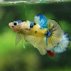 Multicolor/Galaxy Koi Plakat -16 weeks Old