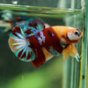 Multicolor/Galaxy Koi Plakat -16 weeks Old
