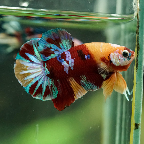 Multicolor/Galaxy Koi Plakat -16 weeks Old