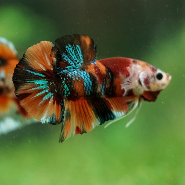 Multicolor/Galaxy Koi Plakat -16 weeks Old