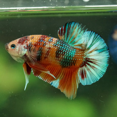 Multicolor/Galaxy Koi Plakat -16 weeks Old