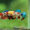 Multicolor/ Galaxy Koi Plakat- Female- 13 Weeks Old