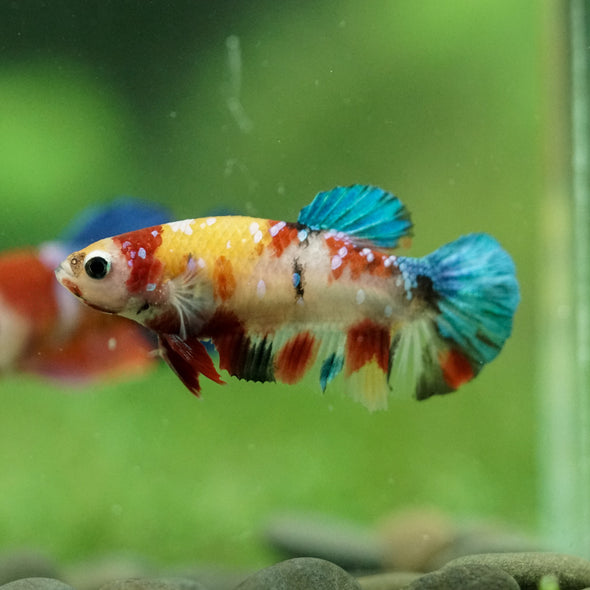 Multicolor/ Galaxy Koi Plakat- Female- 13 Weeks Old