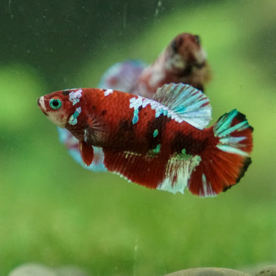 Multicolor/ Galaxy Koi Plakat - Female- 13 Weeks Old