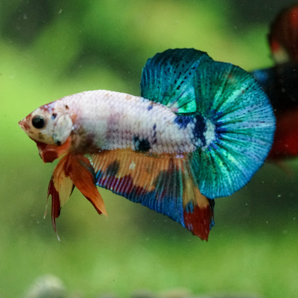 Multicolor/Galaxy Koi Plakat -16 weeks Old