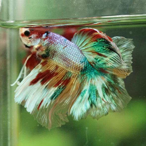 Galaxy/Candy Koi Halfmoon - 14 weeks old