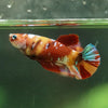 Multicolor/ Galaxy Koi Plakat- Female- 13 Weeks Old