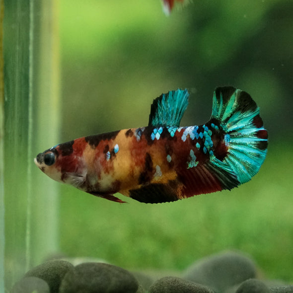 Multicolor/ Galaxy Koi Plakat - Female- 13 Weeks Old