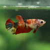 Multicolor/ Galaxy Koi Plakat- Female- 13 Weeks Old