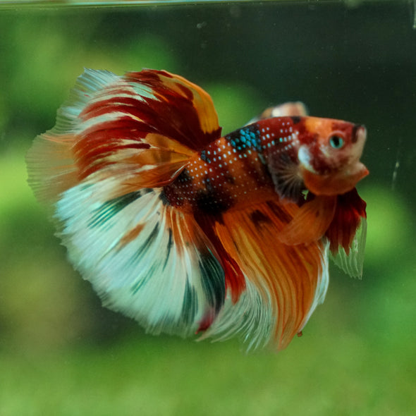 Galaxy/Candy Koi Halfmoon - 13 weeks old