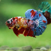 Multicolor/Galaxy Koi Plakat -16 weeks Old