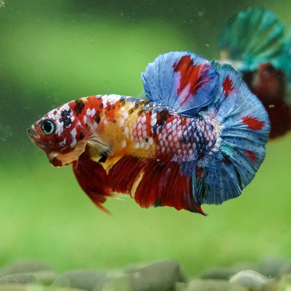 Multicolor/Galaxy Koi Plakat -16 weeks Old