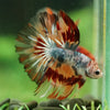 Galaxy/Candy Koi Halfmoon - 14 weeks old