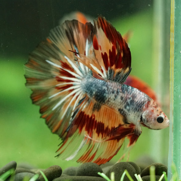 Galaxy/Candy Koi Halfmoon - 14 weeks old