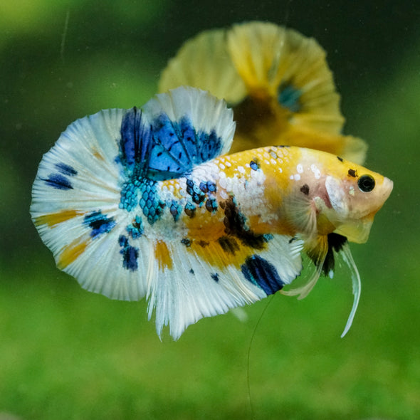 Multicolor/Galaxy Koi Plakat -16 weeks Old