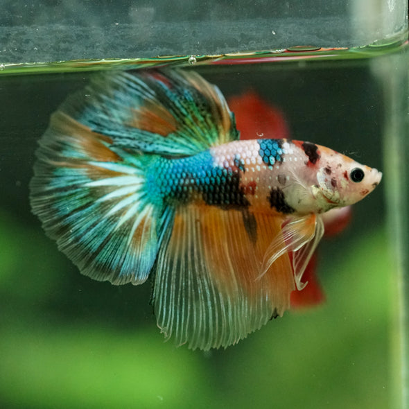 Galaxy/Candy Koi Halfmoon - 11 weeks old