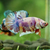 Multicolor/Galaxy Koi Plakat -16 weeks Old