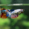 Multicolor/ Galaxy Koi Halfmoon - Female- 13 Weeks Old