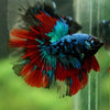Black Base Galaxy Koi Halfmoon (Avatar) - 14 weeks old