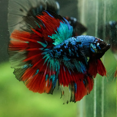 Black Base Galaxy Koi Halfmoon (Avatar) - 14 weeks old