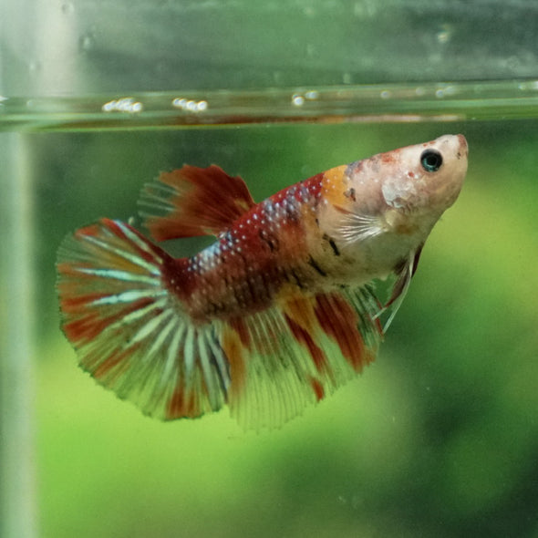 Multicolor/ Galaxy Koi Halfmoon- Female- 13 Weeks Old