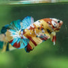 Multicolor/Galaxy Koi Plakat -14 weeks Old