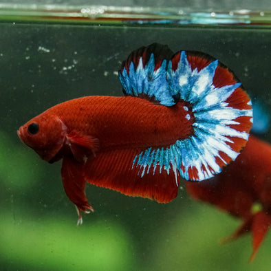 Red Fancy (Hell Boy) Plakat -13 weeks Old