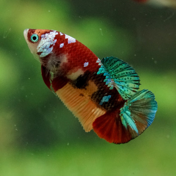 Multicolor/ Galaxy Koi Plakat- Female- 13 Weeks Old