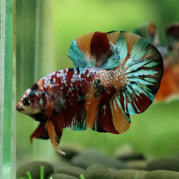 Multicolor/Galaxy Koi Plakat -13 weeks Old