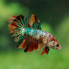 Multicolor/ Galaxy Koi Halfmoon- Female- 13 Weeks Old