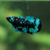 Black Galaxy Koi Plakat (Avatar) - Female- 13 Weeks Old