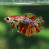 Multicolor/ Galaxy Koi Halfmoon- Female- 13 Weeks Old