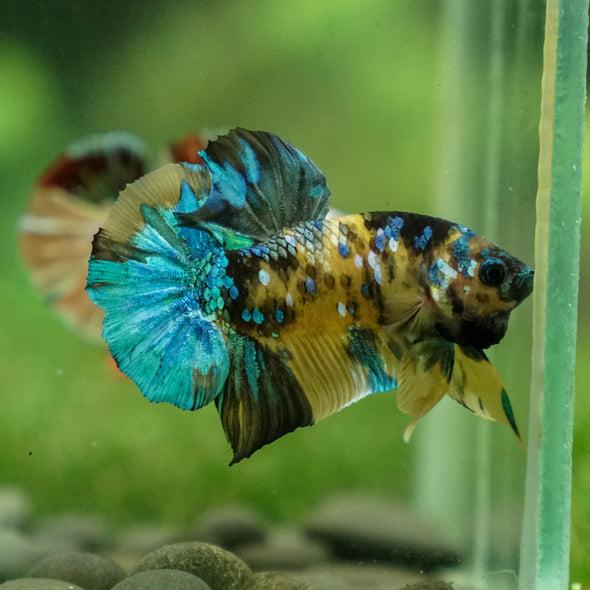 Multicolor/Galaxy Koi Plakat -13 weeks Old