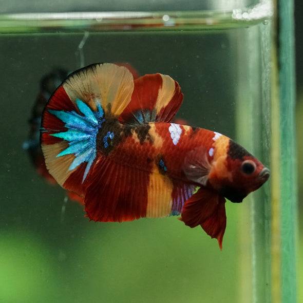 Multicolor/Galaxy Koi Plakat -16 weeks Old